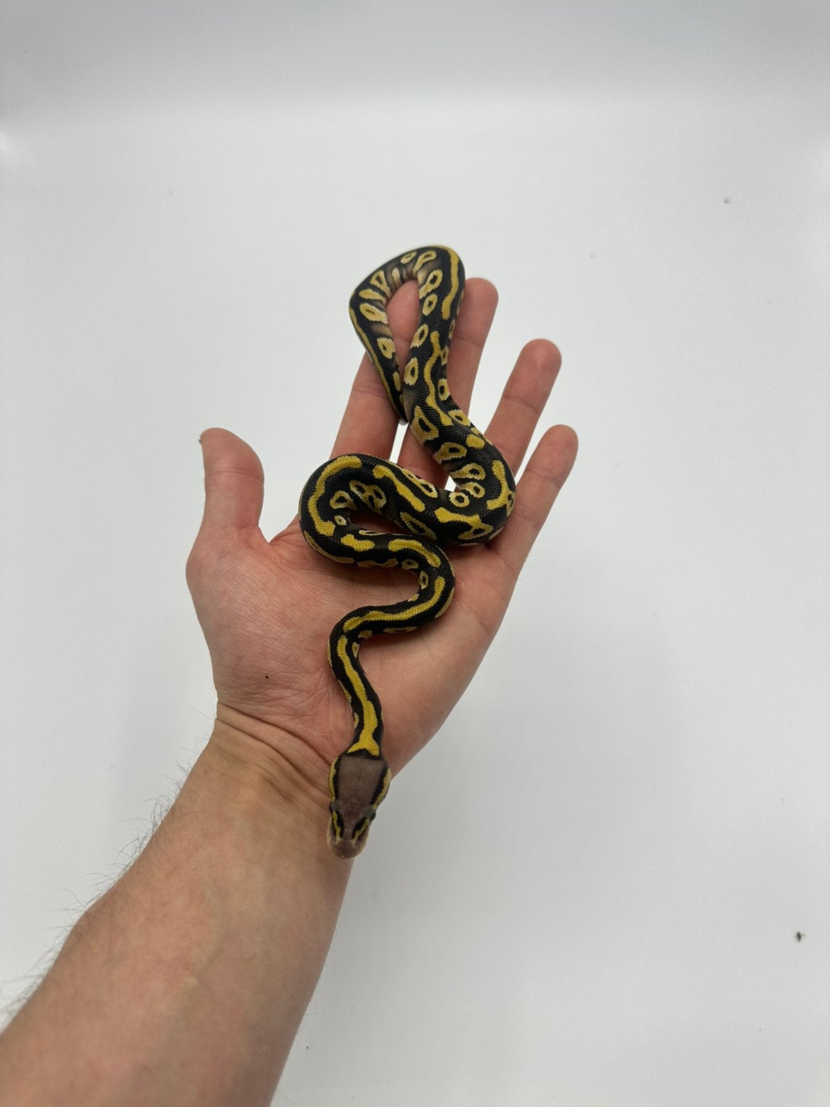 0.1 python regius - pastave 66% hypo clown