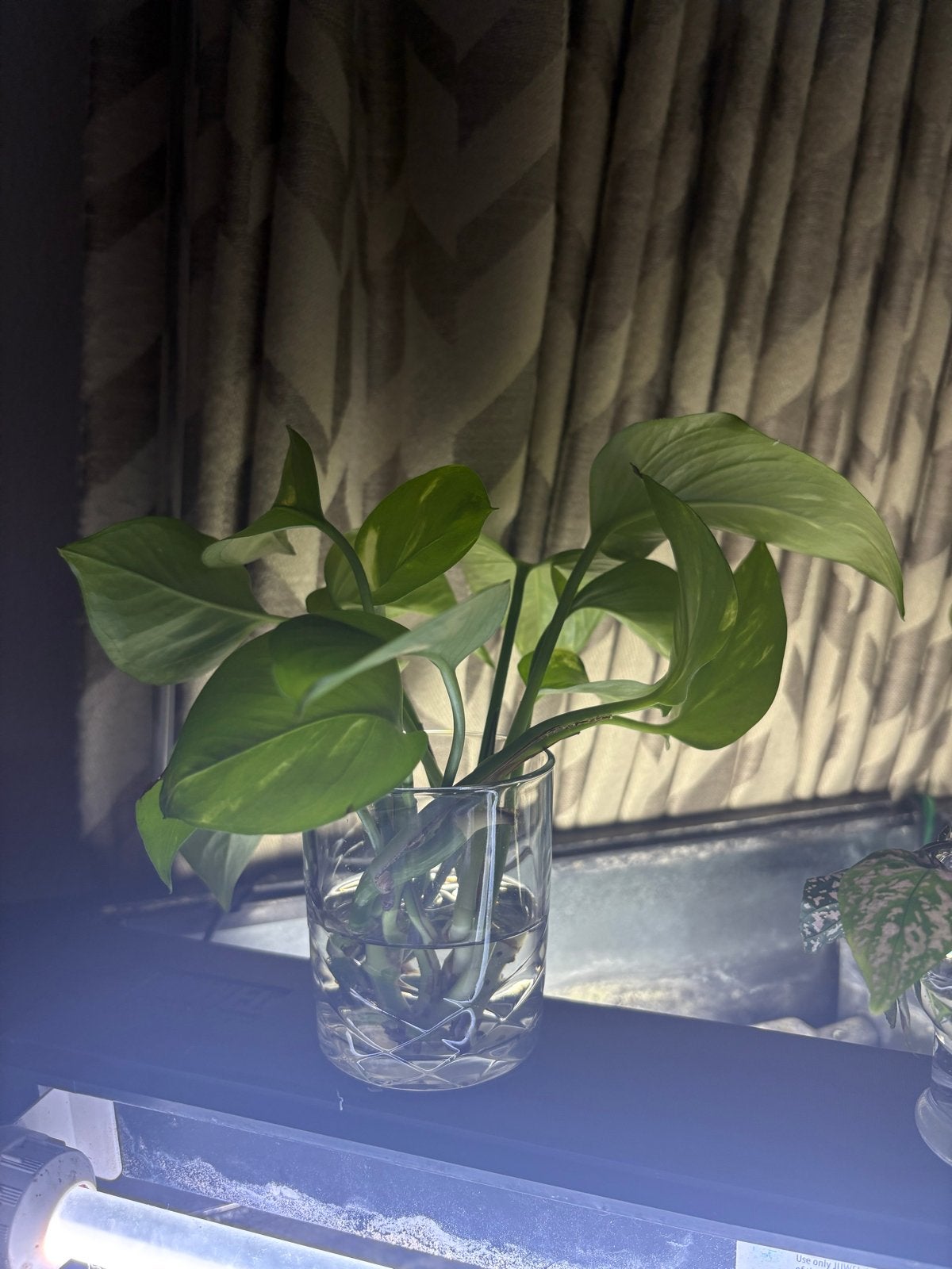 Golden Pothos stekjes - Gratis ophalen, Groene kamerplant, Ophalen, Halfschaduw, Minder dan 100 cm