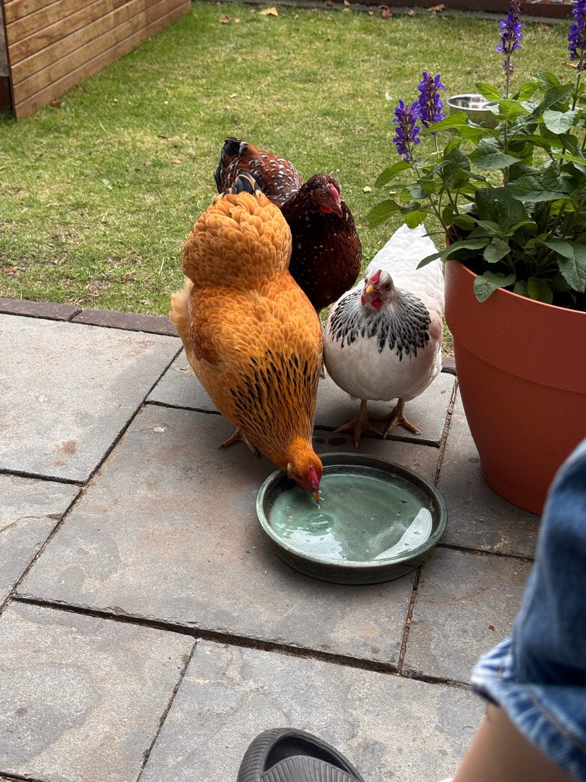 Wyandotte krielkippen ca 6 maanden, Dieren en Toebehoren, Pluimvee, Vrouwelijk, Kip