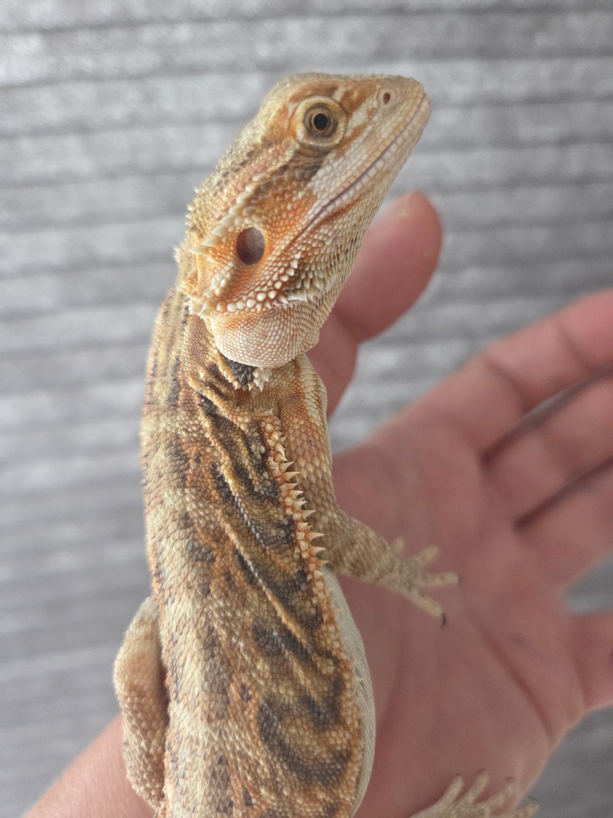 Baardagaam Pogona Vitticeps Normal Citrus Wildkleur Bearded Dragon photo 2