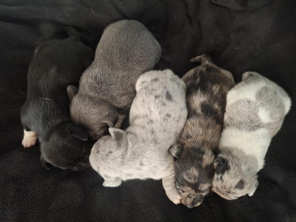 Prachtige Jackrussel puppie’s te koop, Dieren en Toebehoren, Honden | Jack Russells en Terriërs, Jack Russell Terriër, 8 tot 15 weken