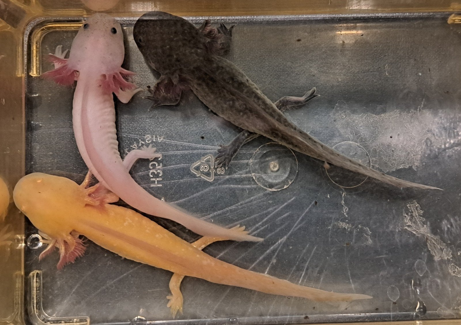 Baby Axolotls diverse kleuren te koop, Dieren en Toebehoren, Reptielen en Amfibieën, 0 tot 2 jaar