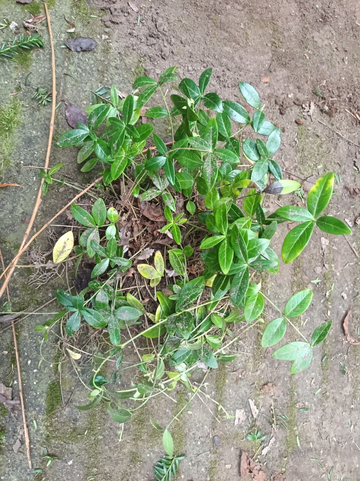 Gratis vaste plant tuinplant kleine maagdenpalm ? kruiper, Ophalen, Vaste plant, Bodembedekkers