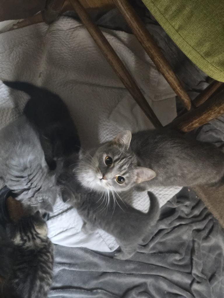 Katten, Dieren en Toebehoren, Katten en Kittens | Overige Katten, Poes