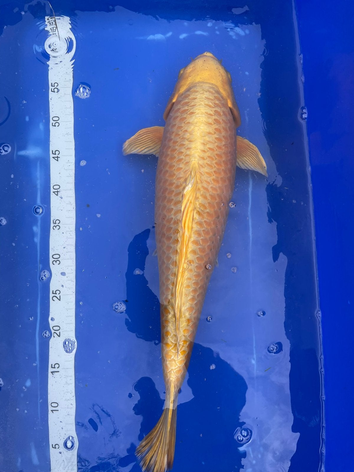Yamabuki van Izumiya, Dieren en Toebehoren, Vissen | Vijvervissen, Karper of Koi