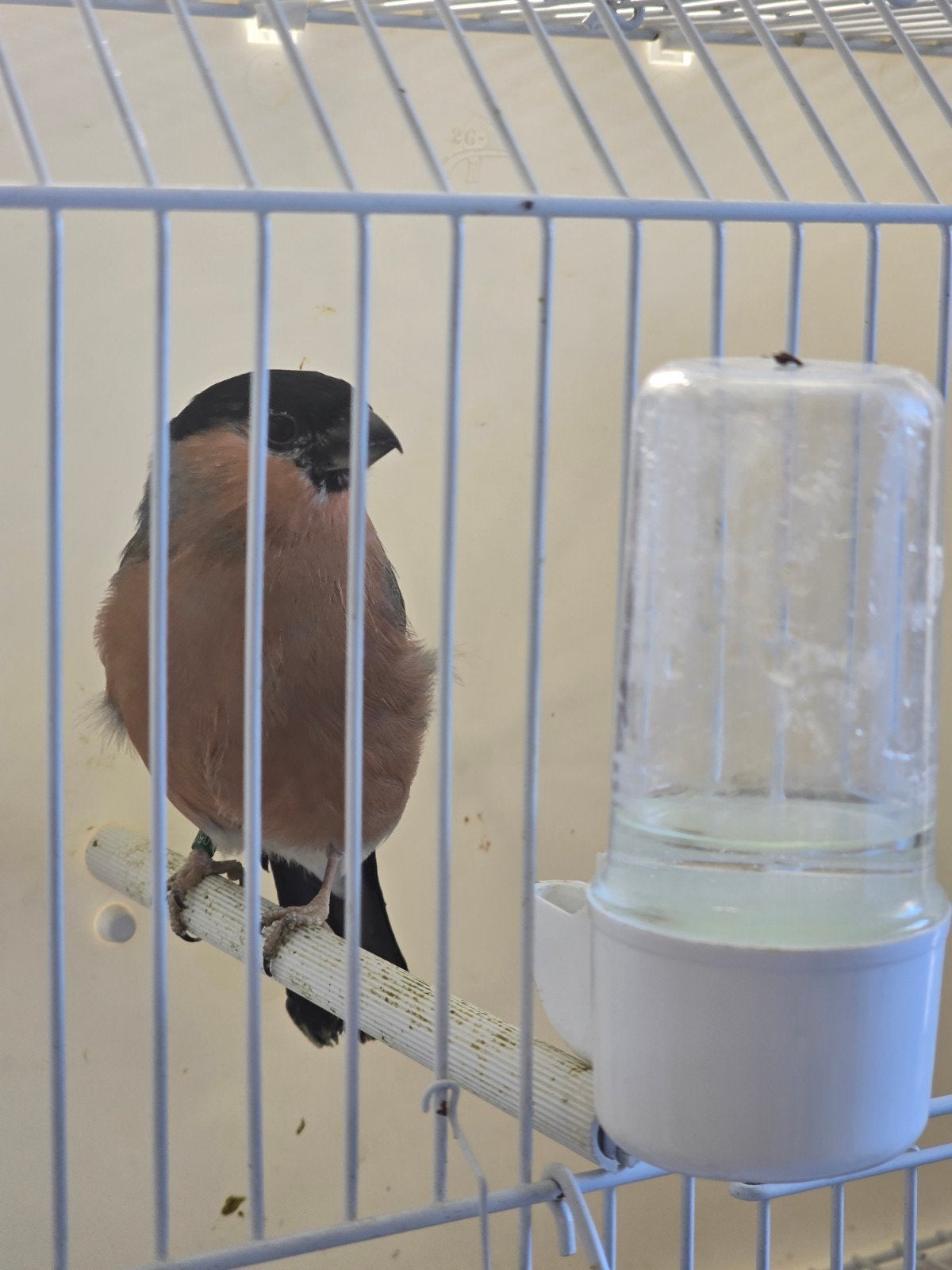 Grote Noorse Goudvinken Mannen 2026

Correct geringd

geen m, Dieren en Toebehoren, Mannelijk, Wildzangvogel, Geringd