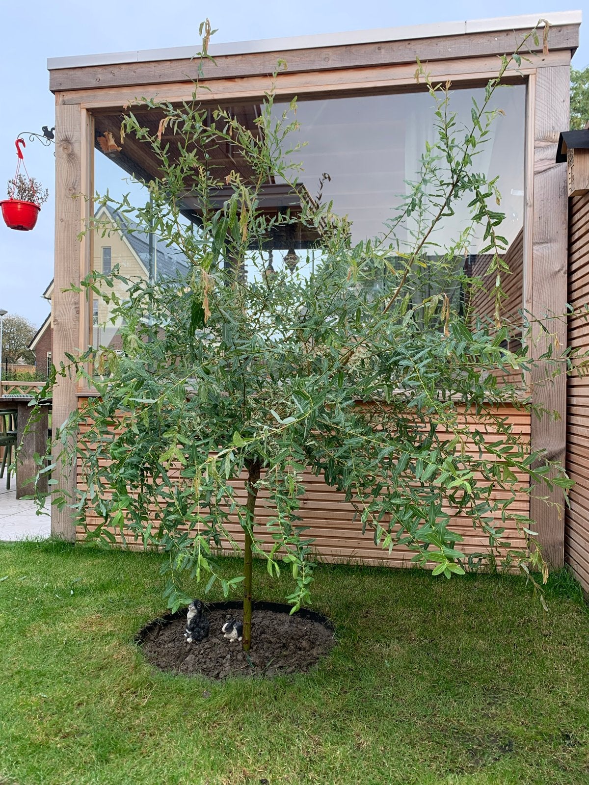 Bonte wilg, Salix integra,Mooie boom van circa 180 cm hoog, Ophalen, Overige soorten, 100 tot 250 cm