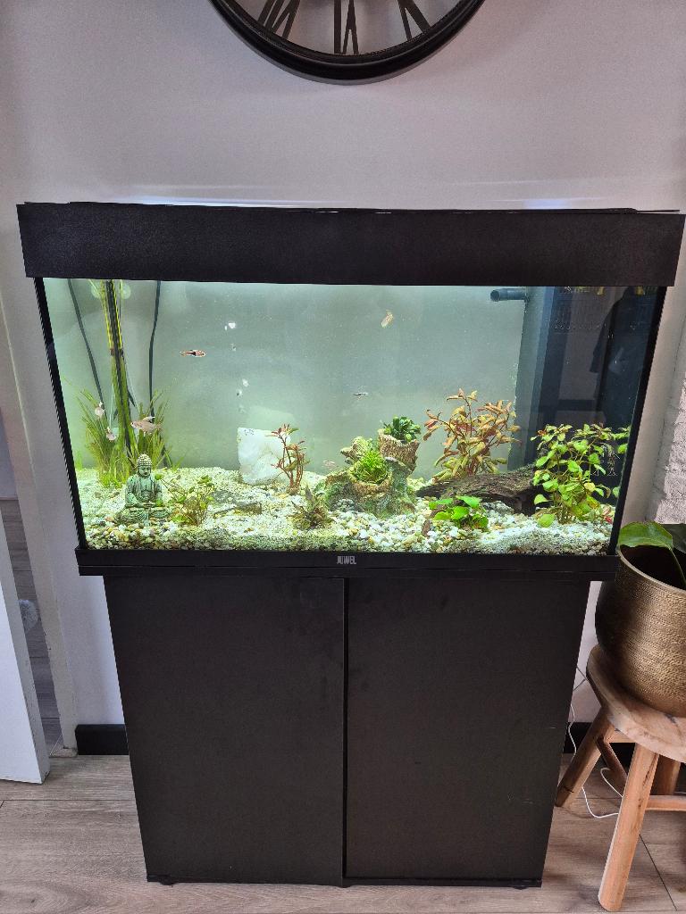 Juwel aquarium 125 liter, Ophalen, Inclusief vissen, Juwel, Gevuld zoetwateraquarium