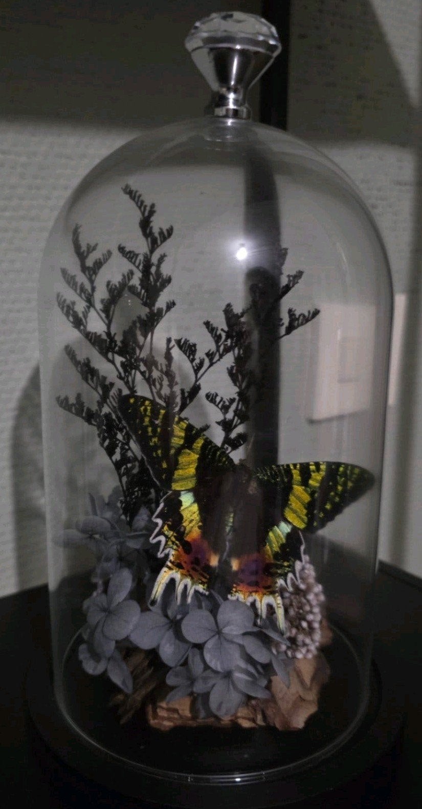 unieke stolp, Ophalen, Nieuw, Insect