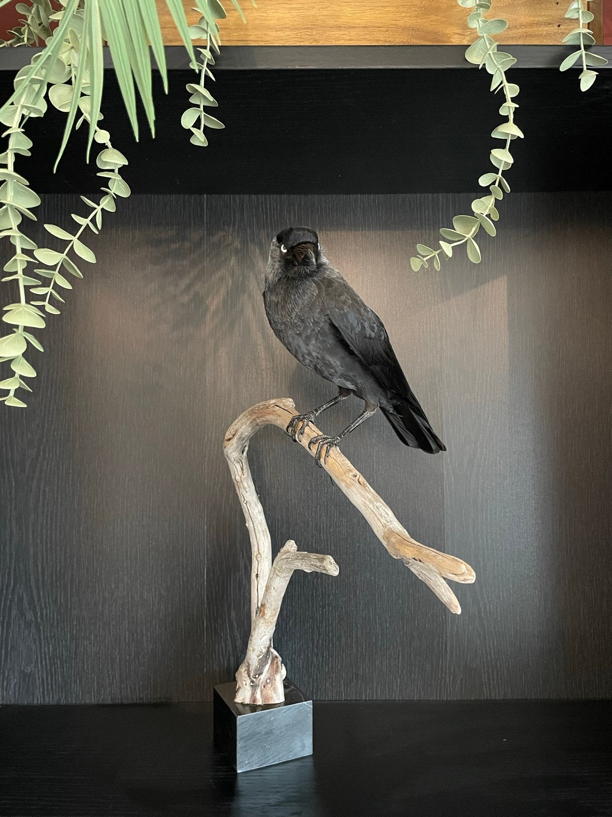 Opgezette kauw - taxidermie, Verzamelen, Ophalen, Zo goed als nieuw, Vogel, Opgezet dier