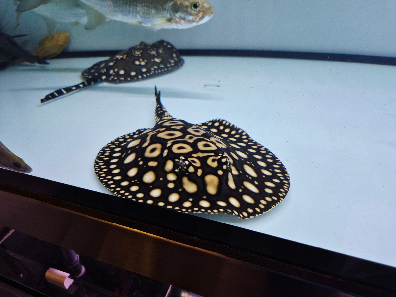 potamotrygon black diamond zoetwaterrog, Dieren en Toebehoren, Vis, Zoetwatervis