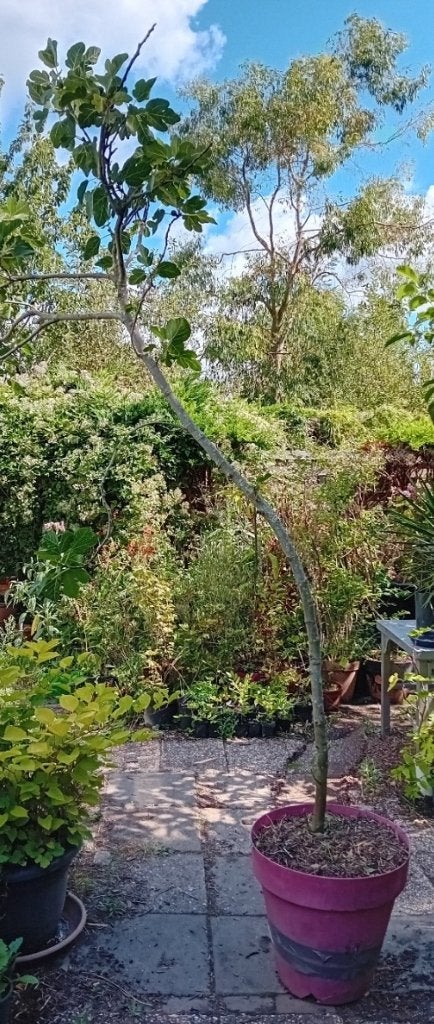 Grote vijgenboom, Bloeit niet, Overige soorten, 250 tot 400 cm, Ophalen