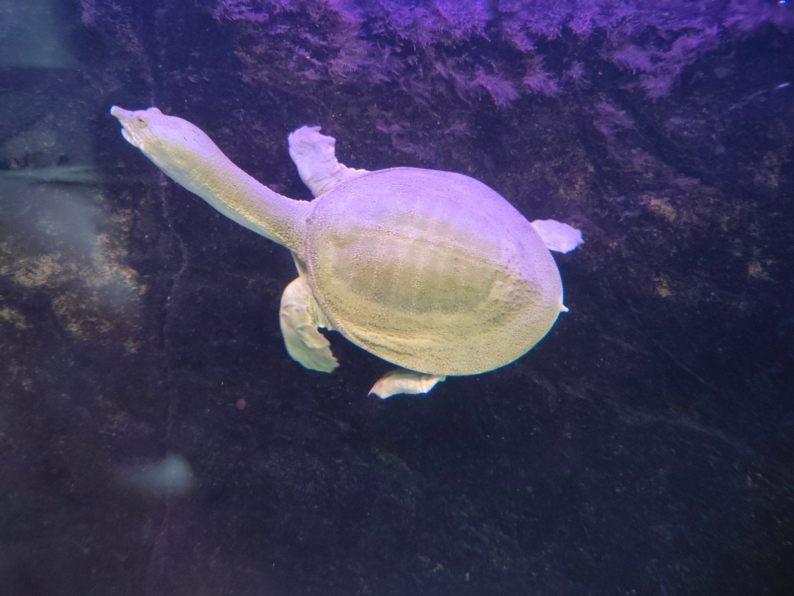 Chinese Softshell Turtle Turtle photo 5