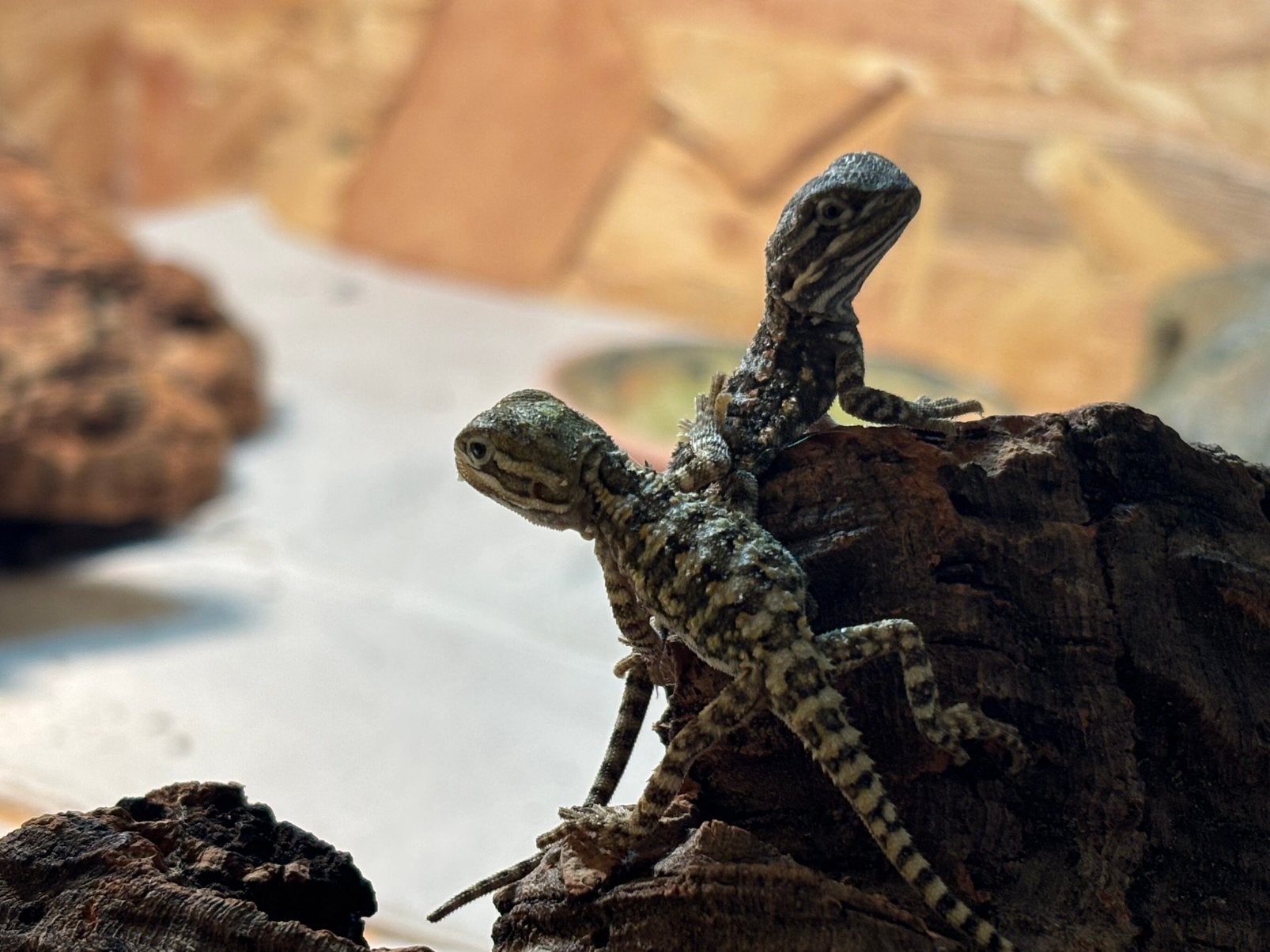 Jonge dwergbaardagamen te koop, Dieren en Toebehoren, Amfibie, 0 tot 2 jaar