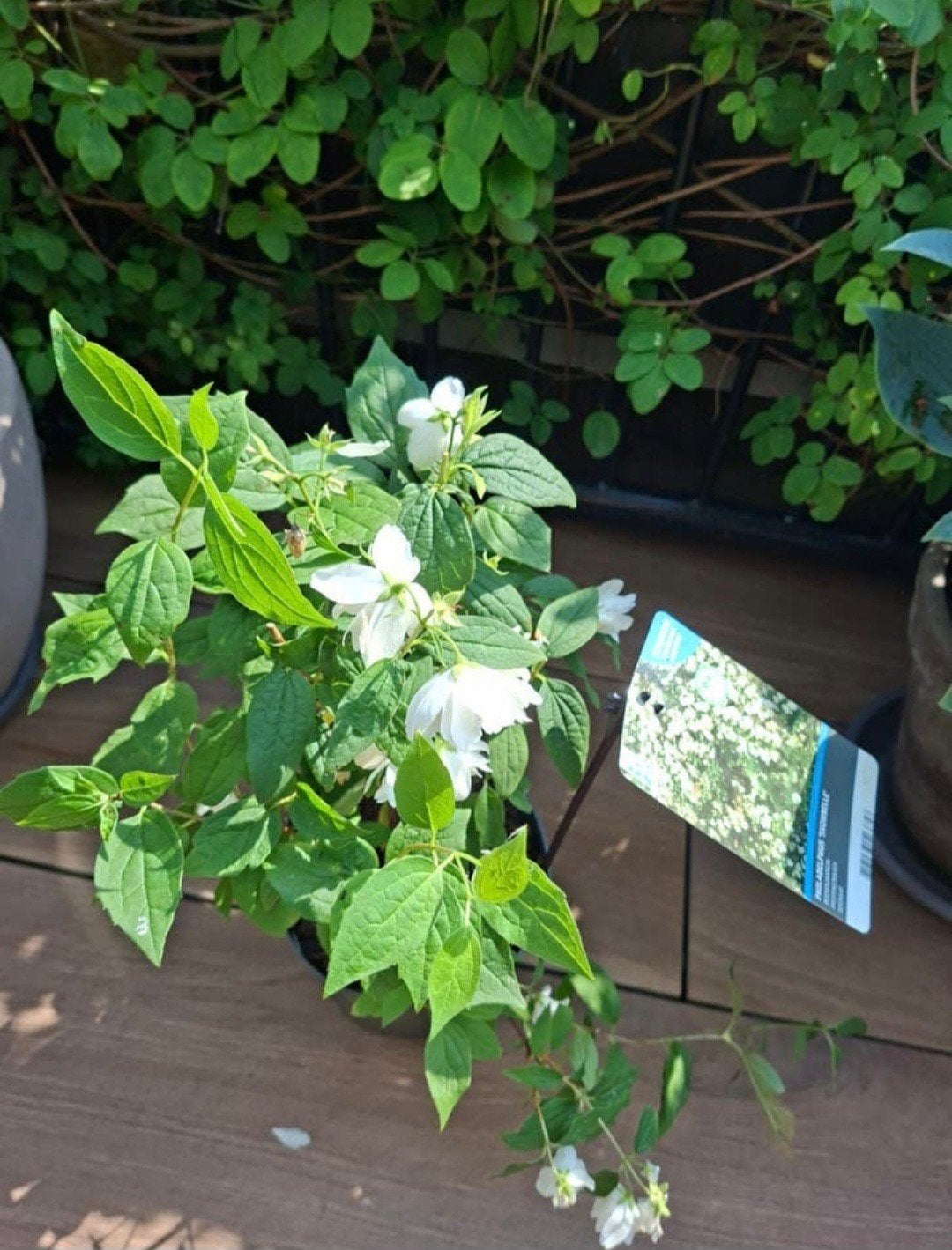 Philadelphus 'Snowbelle' (Boerenjasmijn) - Geurende struik, Vaste plant, Halfschaduw, Lente, Ophalen