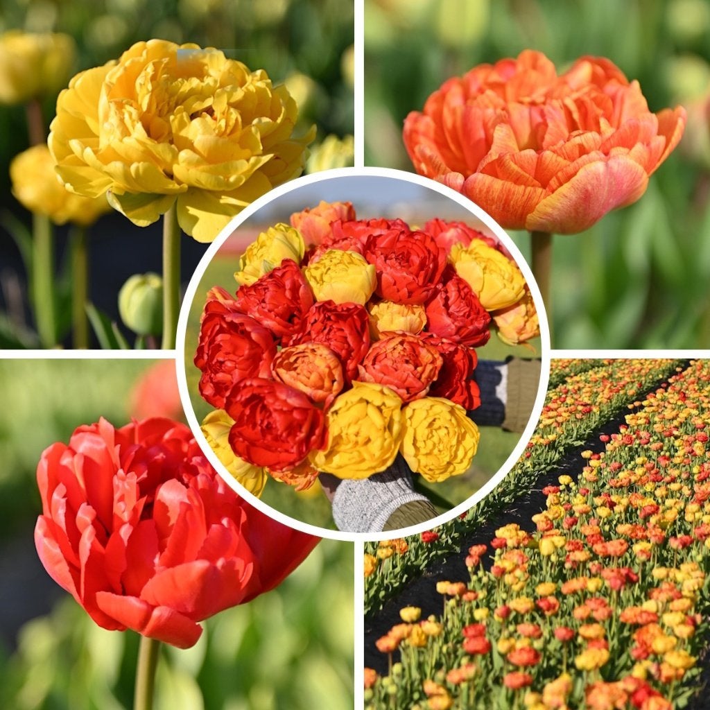 Tulpenmix 30 stuks – Sunlover, Miranda & Yellow Pomponette, Verzenden, Voorjaar, Volle zon, Bloembol