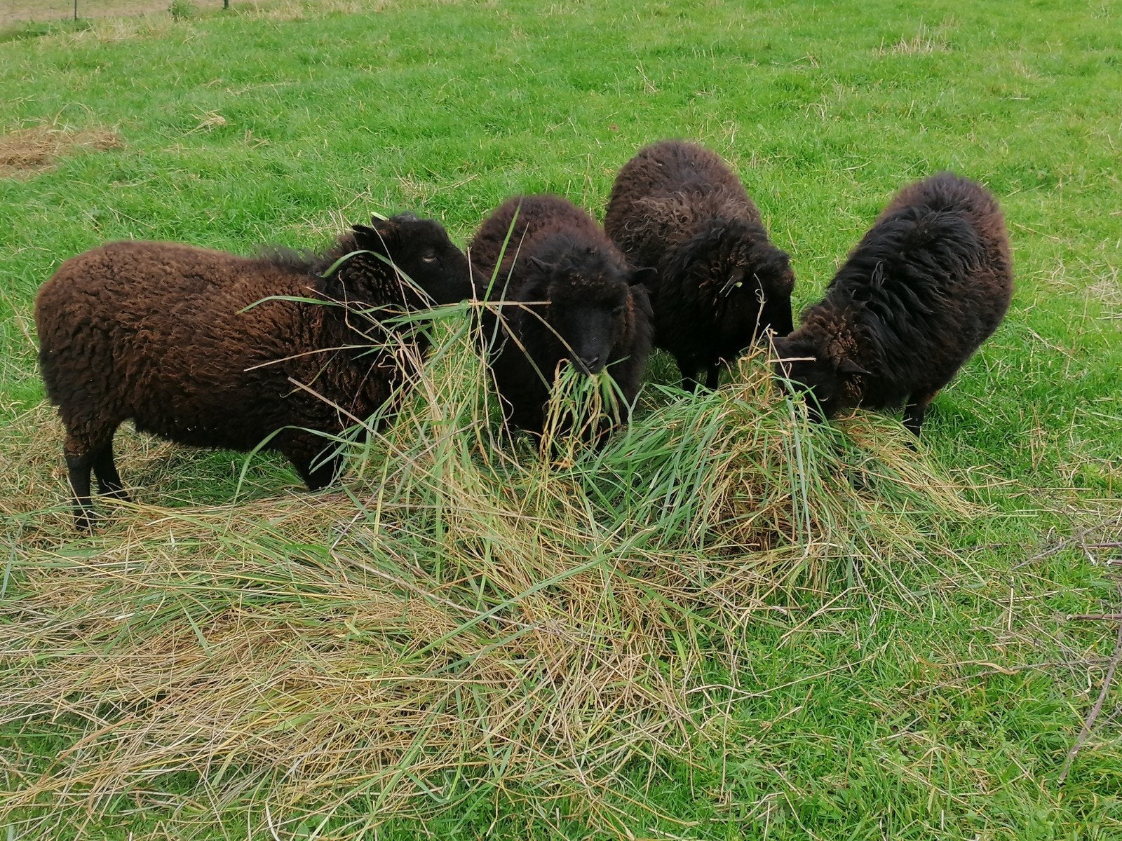 4 ouessant schapen  + toebehoren, Vrouwelijk, Schaap