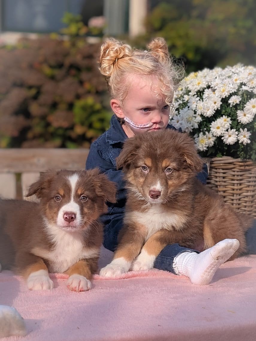 75% Australian Shepherd X 25% Border Collie pups, Dieren en Toebehoren, 8 tot 15 weken, Collie, CDV (hondenziekte), Meerdere