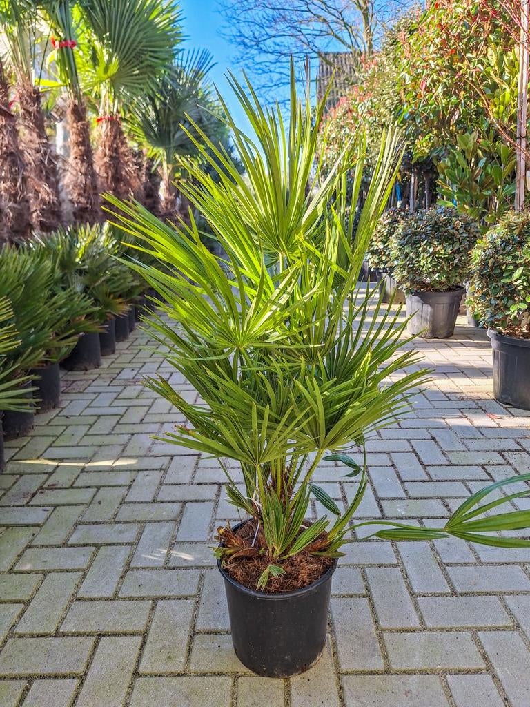 Chamaerops humilis, dwergpalmen palmboom palmbomen, Ophalen, Overige soorten, Volle zon