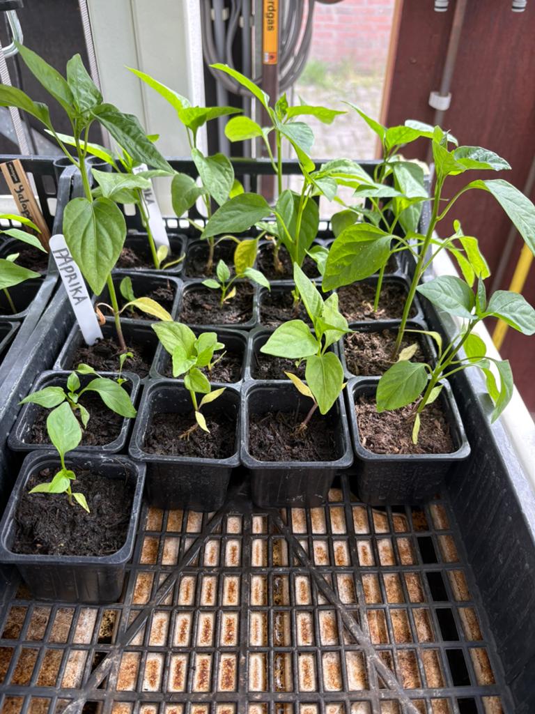 Peper- en paprikaplanten, Tuin en Terras, Planten | Tuinplanten, Ophalen, Eenjarig, Groenteplanten, Volle zon