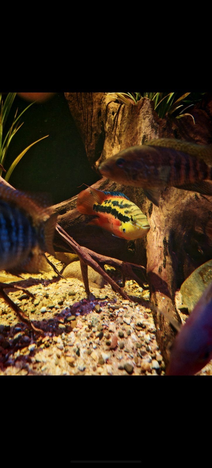 Trichromis salvini jongen., Dieren en Toebehoren, Vissen | Aquariumvissen, Vis