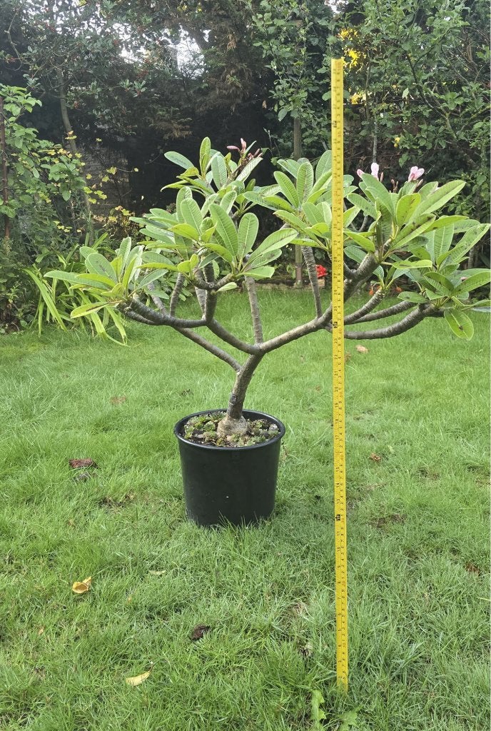 Plumeria Frangipani Dwarf Dwerg Specimen Plantenexemplaar, Tuin en Terras, Overige soorten, Minder dan 100 cm, Ophalen, Volle zon