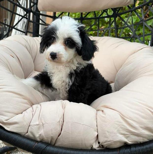 Lieve boomer kruising pups, Dieren en Toebehoren, Honden | Niet-rashonden, 8 tot 15 weken, Meerdere, Meerdere dieren, Klein
