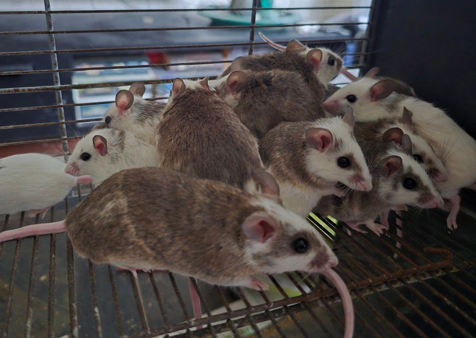voeder muizen, Dieren en Toebehoren, Slang, 0 tot 2 jaar