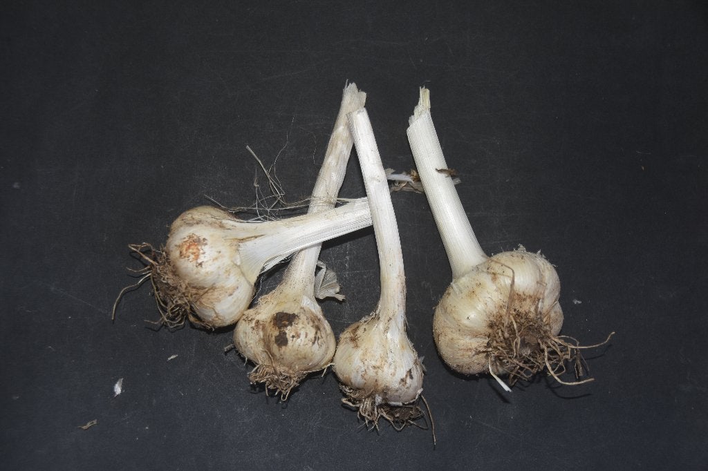 Verse biologische alium knoflook oerprei, Ophalen of Verzenden