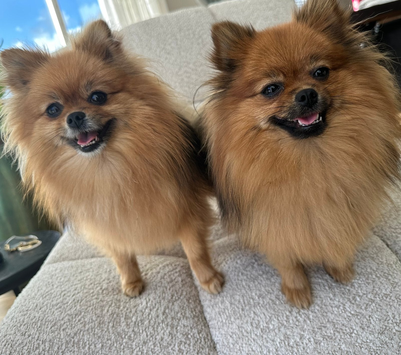 2 pomerianen teefjes, Dieren en Toebehoren, Keeshond, 1 tot 2 jaar, Teef, CDV (hondenziekte)