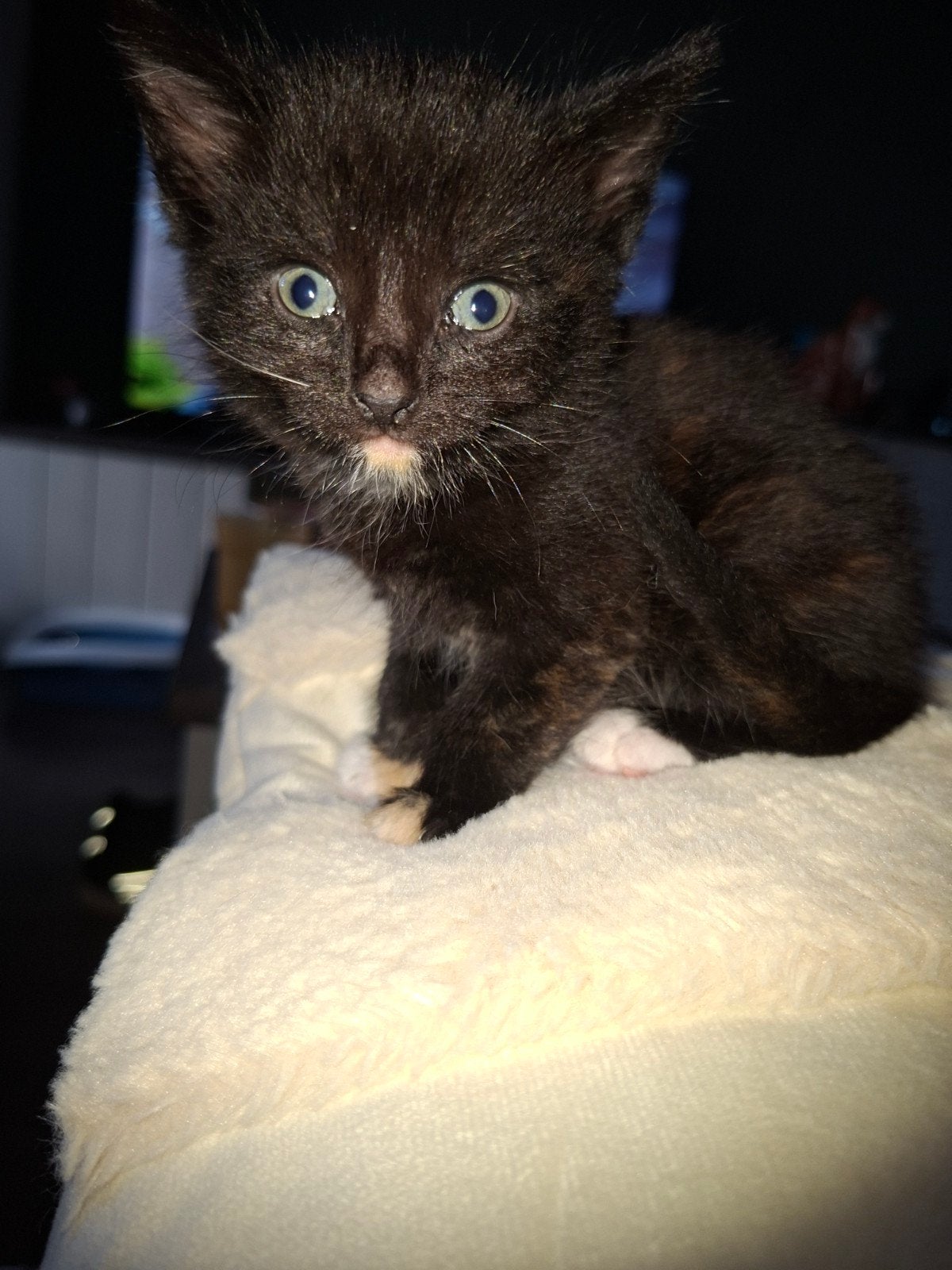 kittens, Poes, 0 tot 2 jaar