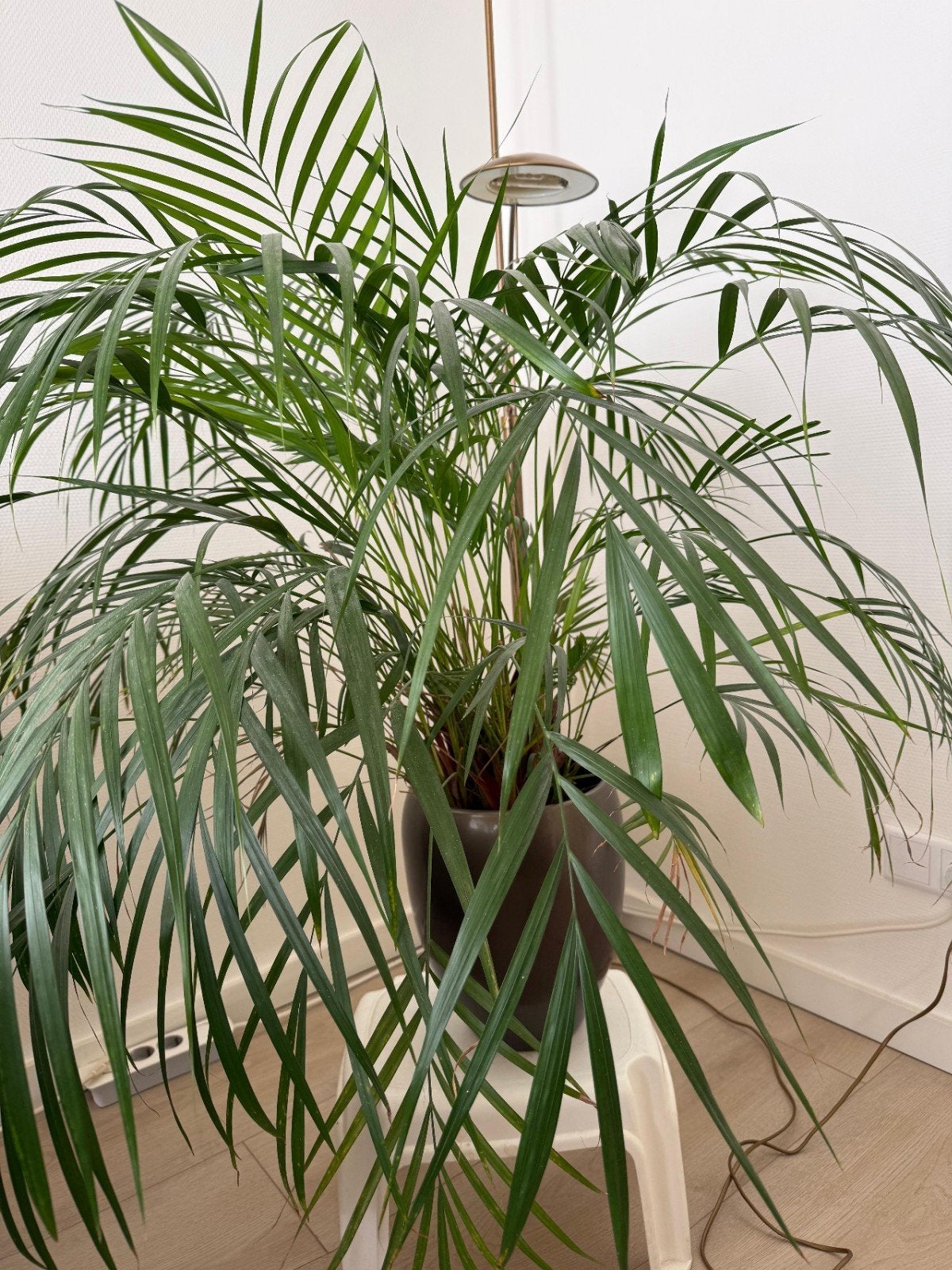 kamerplant met pot, Ophalen, Palm, Halfschaduw, 100 tot 150 cm