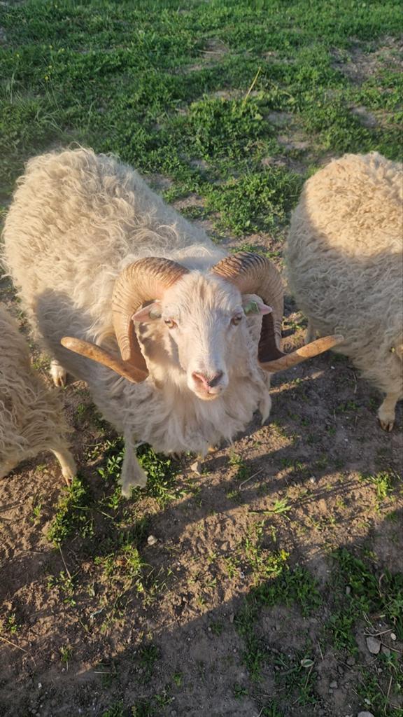 Ouessant dekram, Mannelijk, Schaap