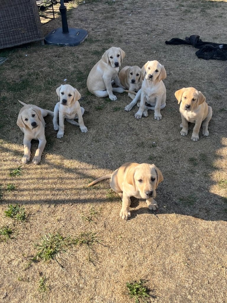 Labrador pups, België, Particulier, 8 tot 15 weken, Labrador retriever