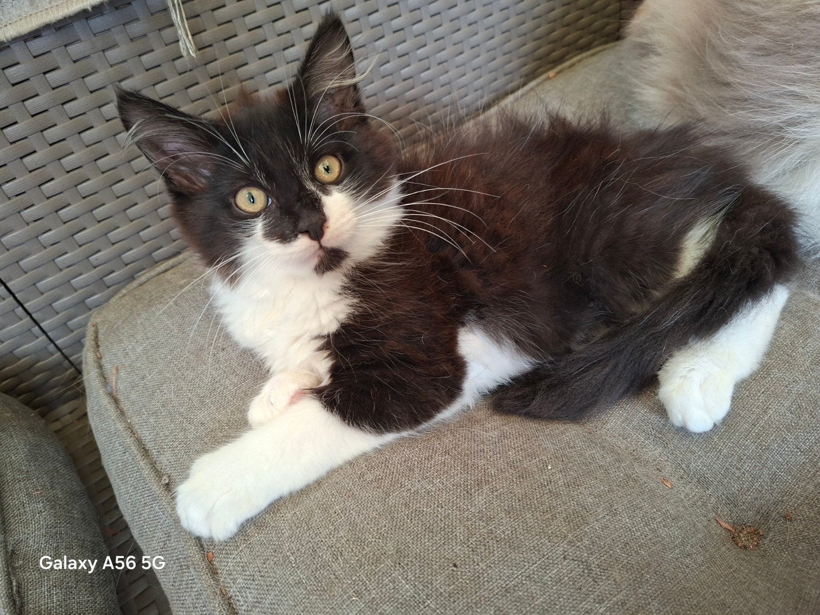 Geweldige maine coon kittens 🥰😻😹 !!!, Meerdere dieren, Ontwormd