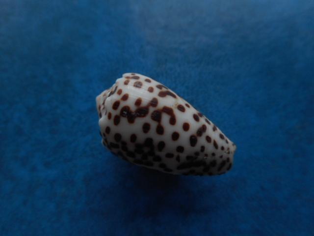 Schelpen: Conus pulicarius Hwass (klein) gem- 25mm, Verzenden, Schelp(en)