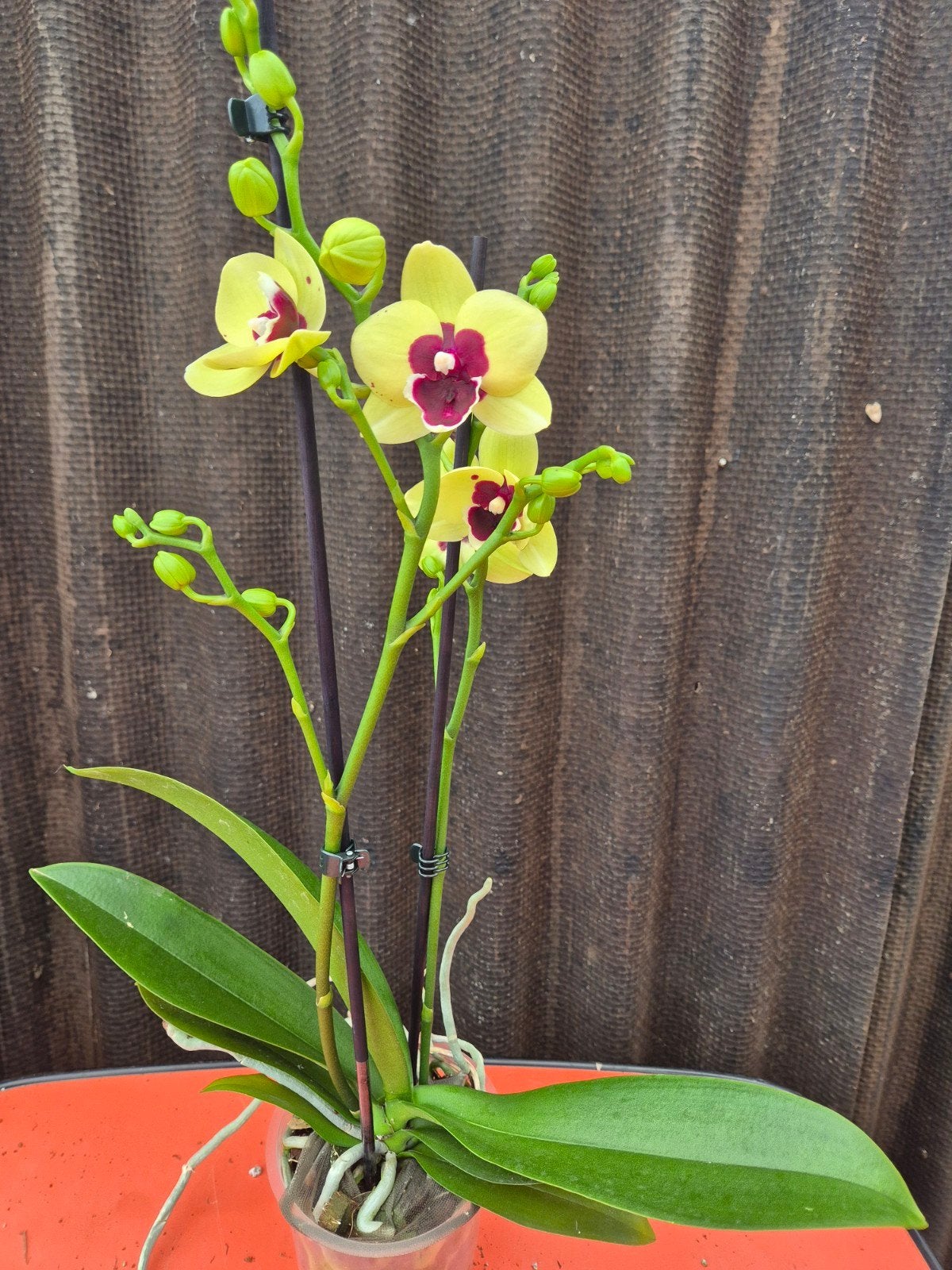 Orchidee Phalaenopsis Yellow Dark Eye p12 (4), Ophalen of Verzenden, Halfschaduw, Minder dan 100 cm