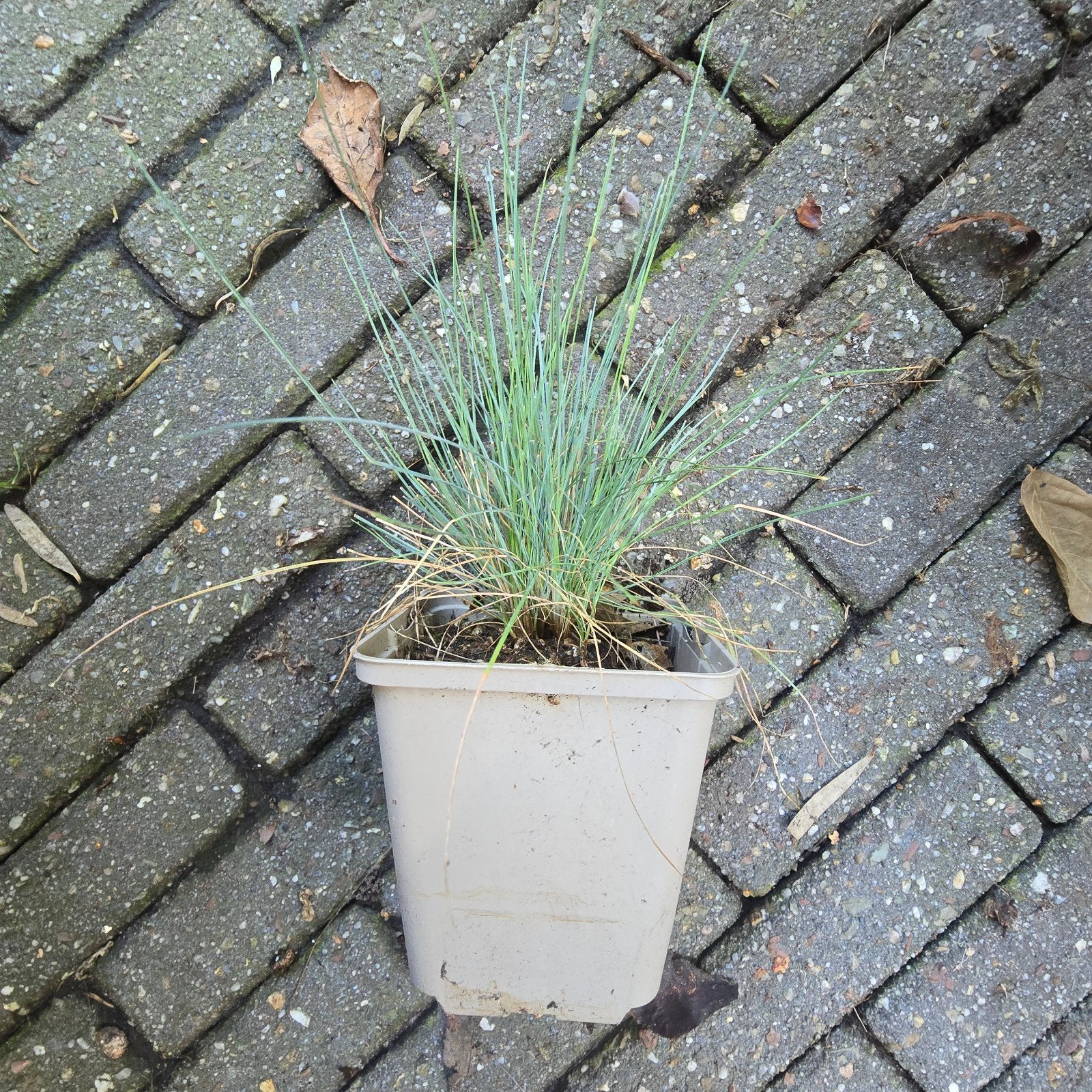 Siergras Schapengras Blauw (Festuca Glauca) - P9, Tuin en Terras, Volle zon, Vaste plant, Siergrassen, Ophalen of Verzenden