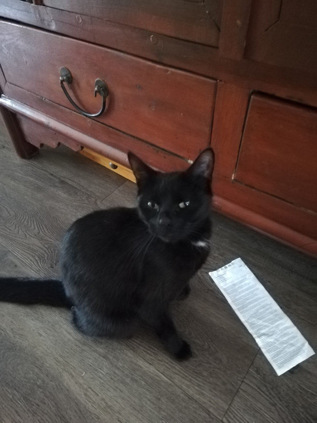Hele lieve poes van 3 jaar, zoekt een liefdevol huisje, Dieren en Toebehoren, Poes, Kortharig, 3 tot 5 jaar