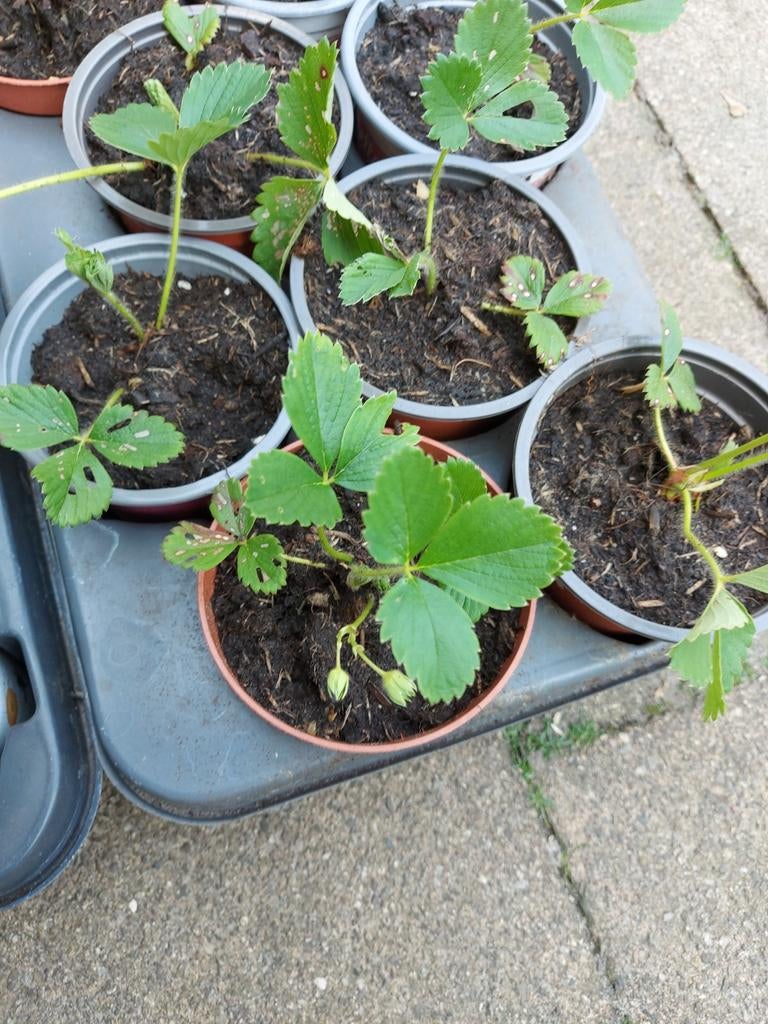 Aardbeien planten mix&match moestuin bio doordragend, Tuin en Terras, Planten | Tuinplanten, Volle zon, Vaste plant, Ophalen of Verzenden