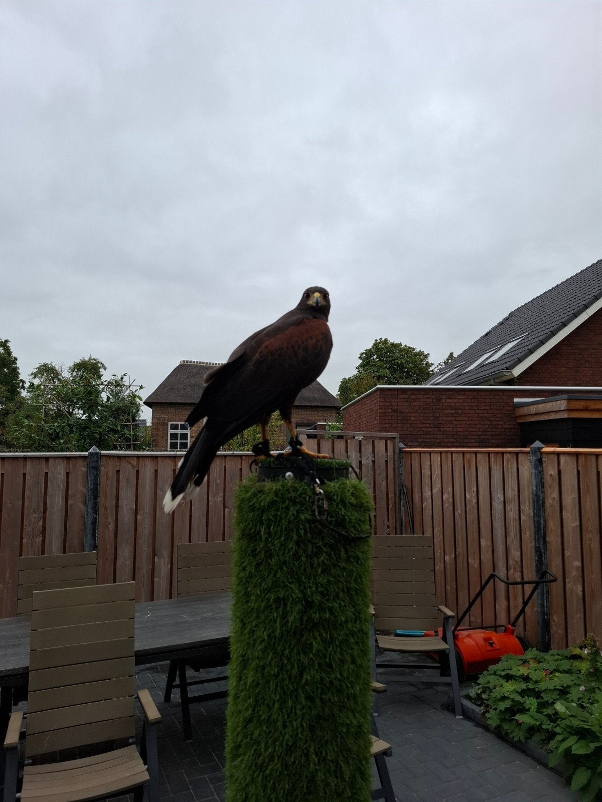woestijnbuizerd roofvogel, Vrouwelijk, Overige soorten