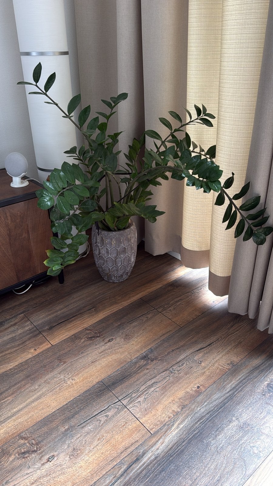 Grote Zamioculcas plant in sierpot, Huis en Inrichting, Kamerplanten, Ophalen, 100 tot 150 cm, Overige soorten, Halfschaduw