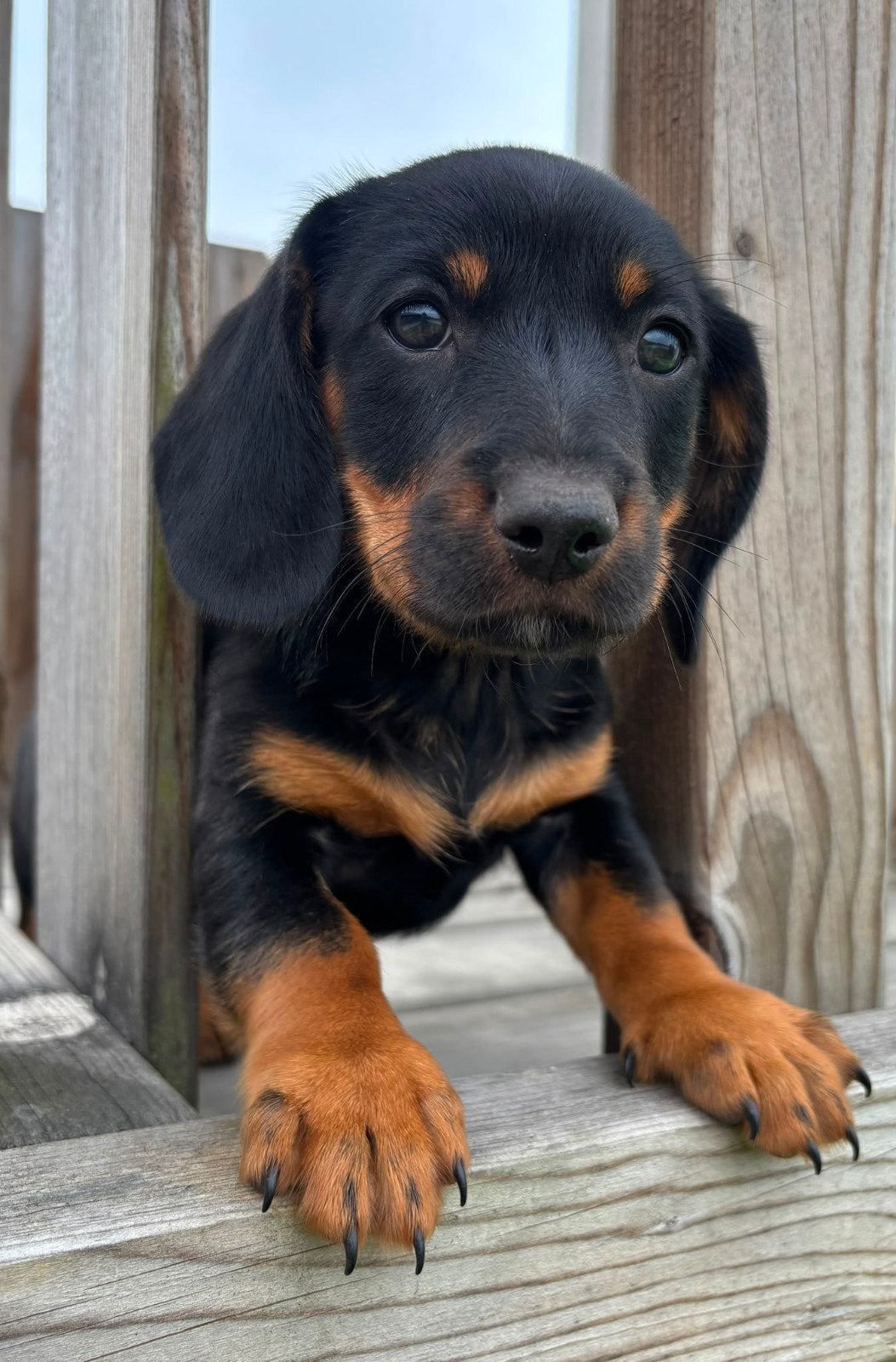Dwergteckel pups, Reu, 8 tot 15 weken, Meerdere, Klein