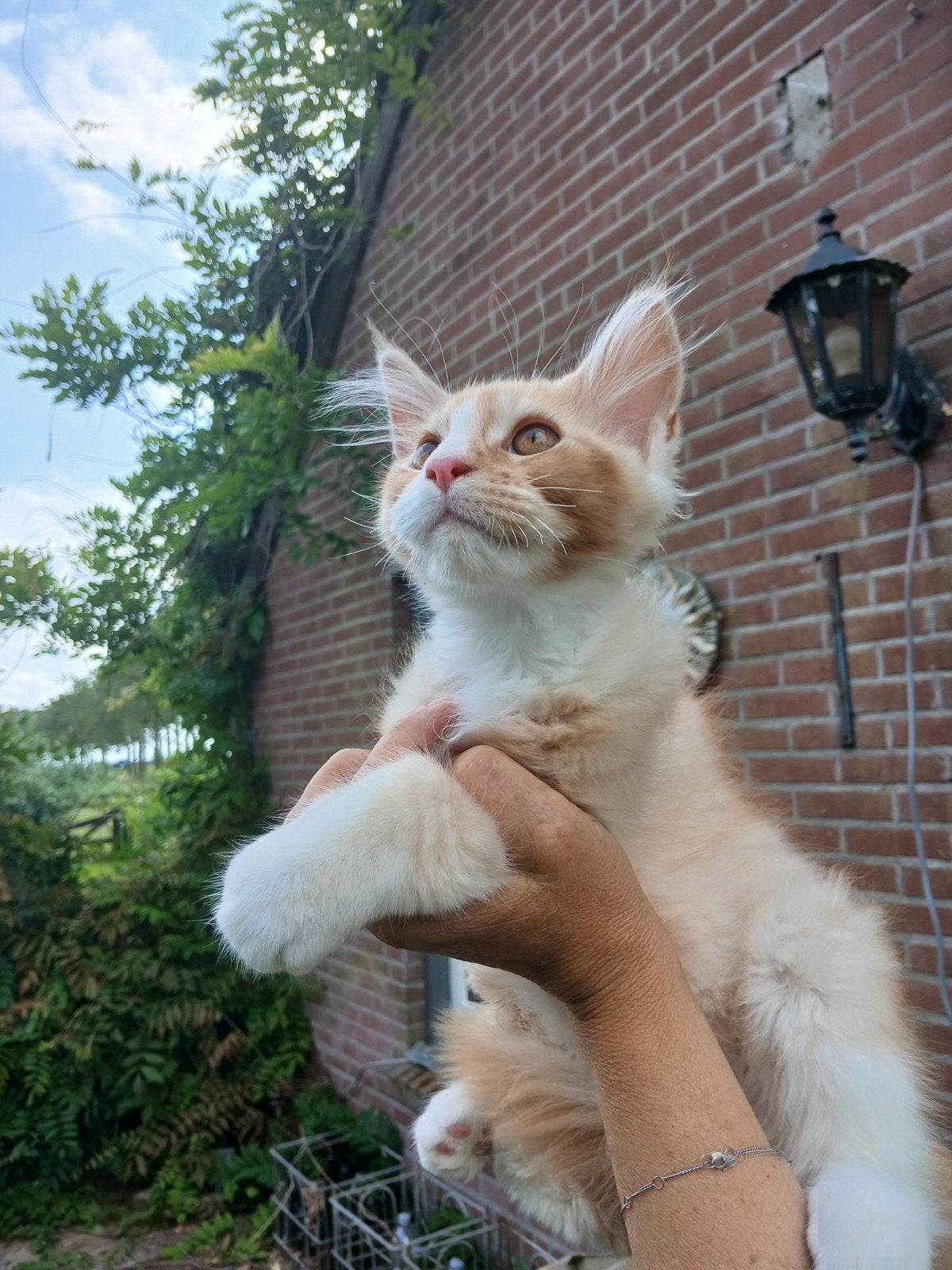 Prachtig MaineCoon kitten katertje, 0 tot 2 jaar