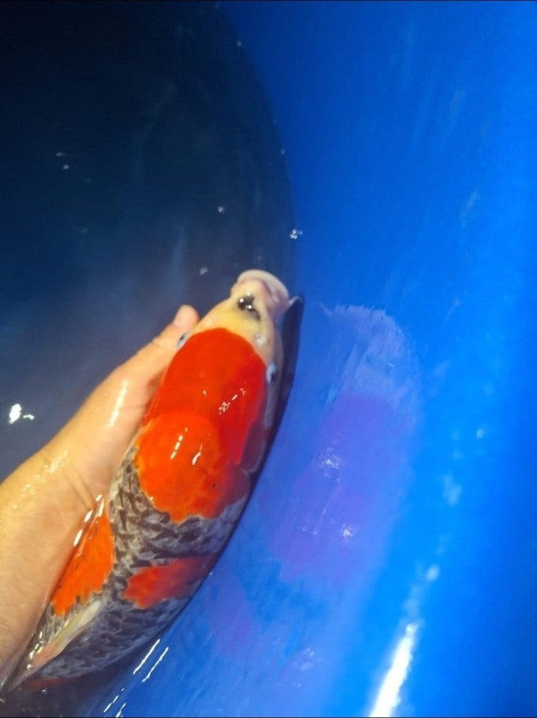 7 Knappe japanse koi karpers ( vlakbij holland koishow ), Karper of Koi