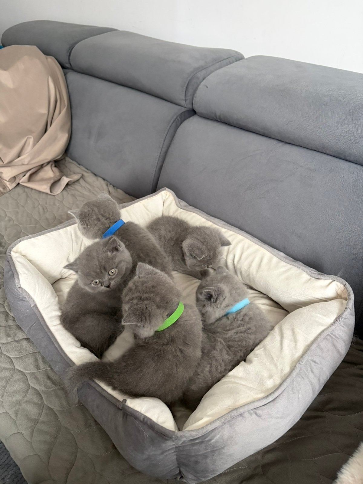 Britse korthaar kittens, Meerdere dieren, Ontwormd