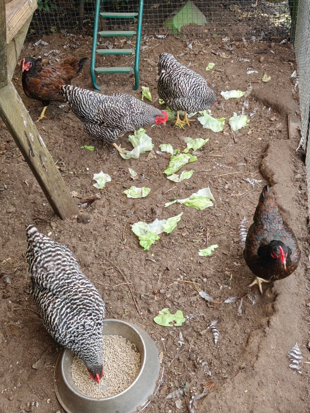gratis kippen ., Dieren en Toebehoren, Pluimvee, Vrouwelijk, Kip