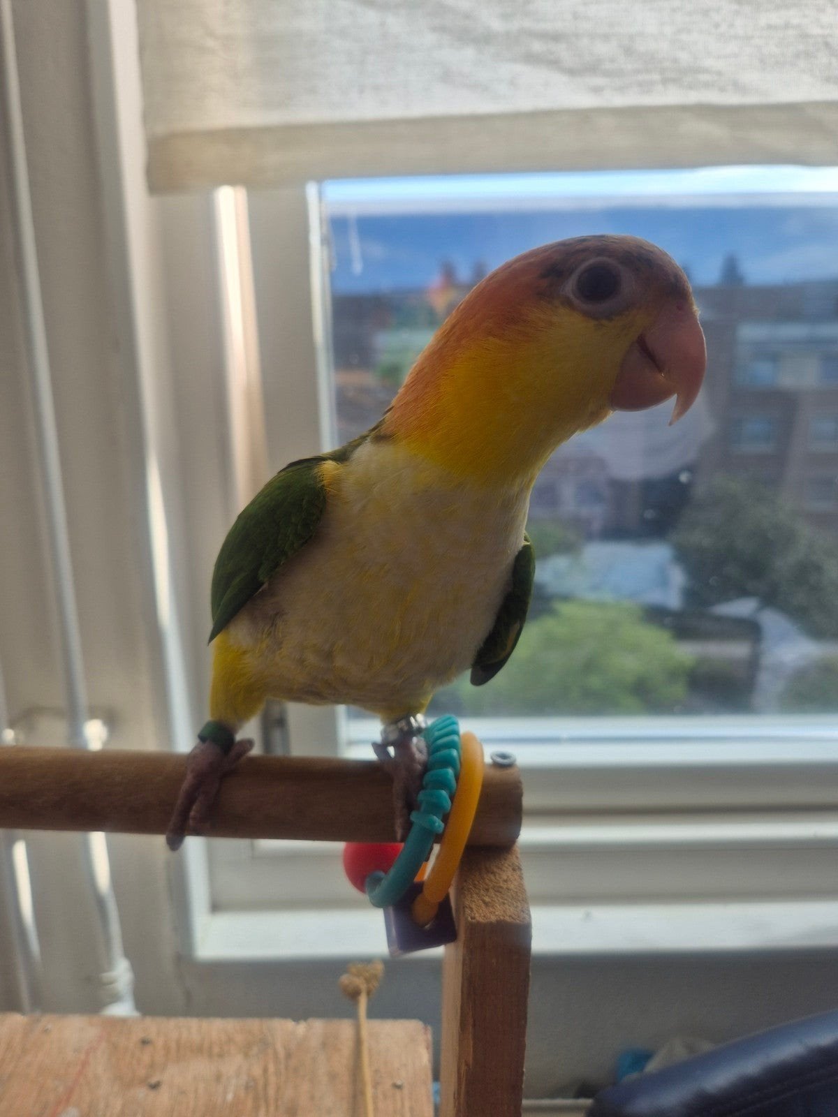 Gezonde Actieve Caique., Dieren en Toebehoren, Vogels | Parkieten en Papegaaien, Vrouwelijk, Papegaai, Geringd