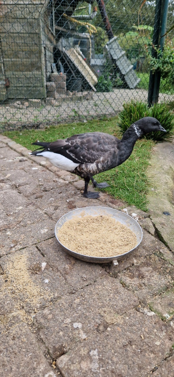 Koppel pacific rotganzen, Meerdere dieren
