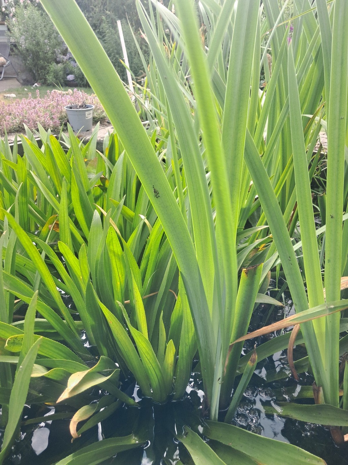 Vijverplanten: Krabbescheer, Gele en Blauwe Lissen, Tuin en Terras, Vijvers, Ophalen